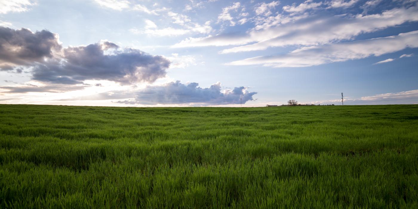 A field full of green grass with a bright, slightly cloudy sky above.