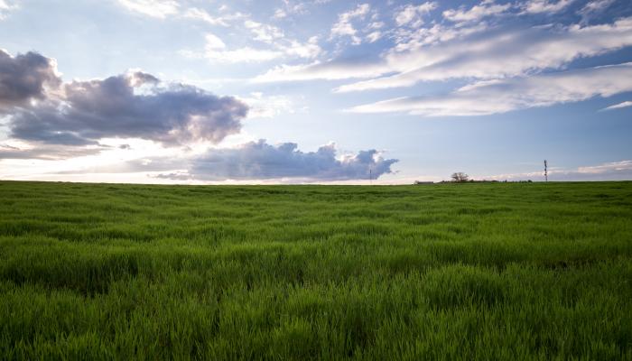 A field full of green grass with a bright, slightly cloudy sky above.