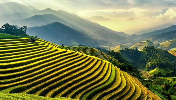 Green Rice Field in Sun