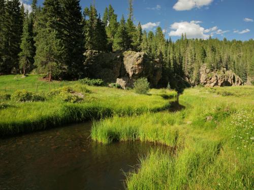 Stock photo of forest and stream in New Mexico