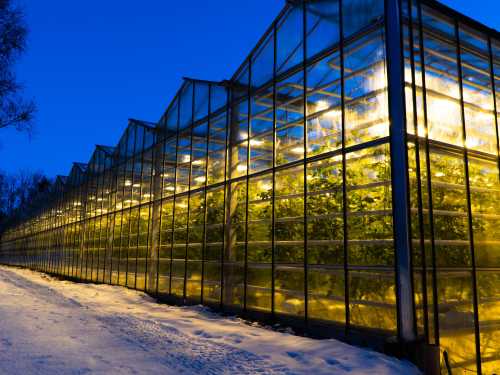 Stock photo of geothermal greenhouse in Iceland